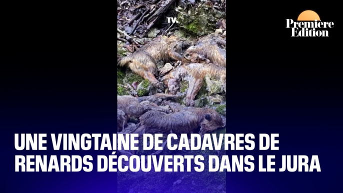 Une vingtaine de cadavres de renards découverts dans le Jura