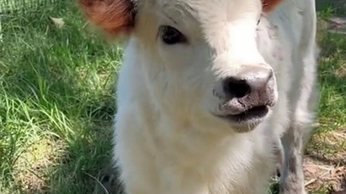 Calf Sound | Animals Sound | Buffalo Baby Sound | Animals Satisfying Videos | Cute Animals Babies #animals #pets #fun #love #cute #beautiful #funny