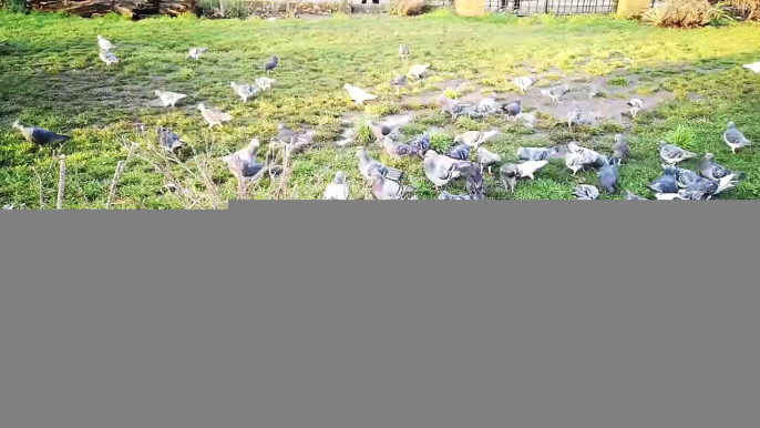 The birds in the grass. this picture shows the birds for crowding in the grass area and eating. the birds are more and all are same colors. the wether becomes beautiful when you see the birds and sky. this video shows more interesting animal video and lik