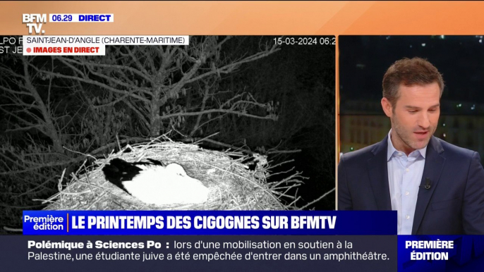 Le printemps des cigognes: 6.000 couples recensés en France en 2022