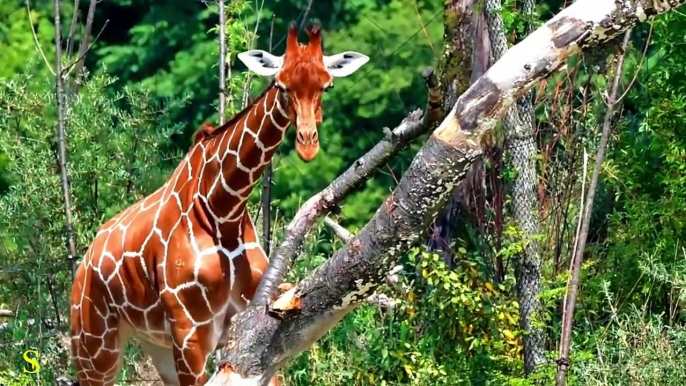 Giraffe 4K Ultra HD 60fps Video _ Giraffes Collection in 4K HDR 60fps ULTRA HD