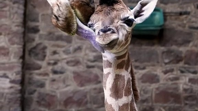 Baby giraffe born at Chester Zoo - with birth caught on camera