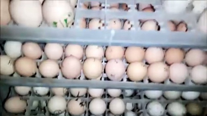 INCUBATOR  __  XM26 INCUBATOR  __ 500 egg incubator hatching egg process