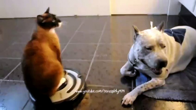"Move B*tch Get Out The Way!" Desperate House CAT on Roomba Driver Bitch Slaps a Dog pit bull Sharky
