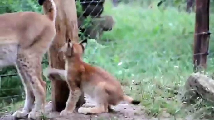 3 Luchse im Wildgehege Hellenthal