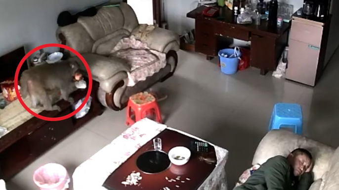 Man left bewildered when he woke up to find a monkey had snuck into his house and ate his fruit