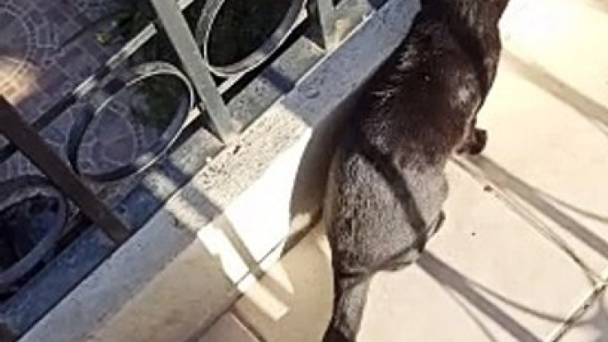 la gata bombay en la oficina lllega a saludar y jugar un rato animales y mascotas