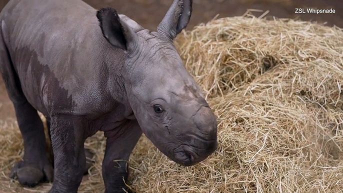 Adorable baby rhino charges into the world at a Bedfordshire zoo: Incredible footage shows the youngster taking its first steps within just two hours of being born