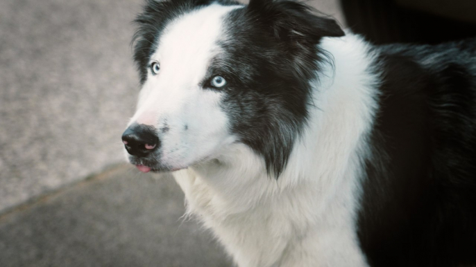 L’incroyable destin du chien Messi, star des Oscars