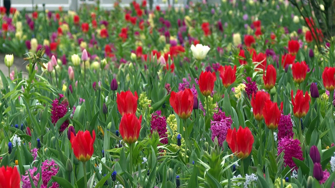 Pays-Bas: le plus grand jardin de tulipes du monde fête ses 75 ans