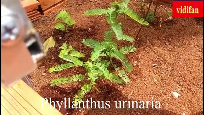 uses of Phyllanthus urinaria