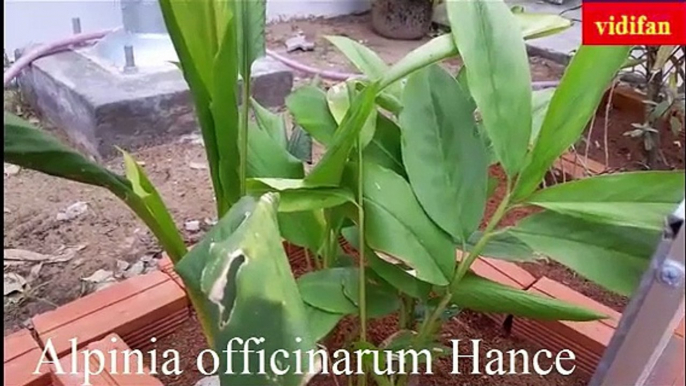 uses of Alpinia officinarum Hance