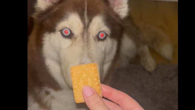 Husky dog only eats biscuits dunked in tea