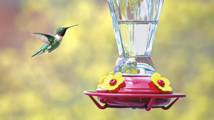 The Best Time To Take Down Hummingbird Feeders, According To Experts