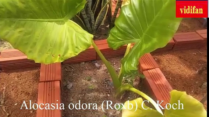 uses of Alocasia odora (Roxb) C. Koch