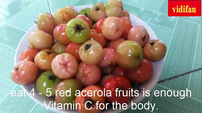 How many red acerola fruits do we eat to get enough Vitamin C for a day?