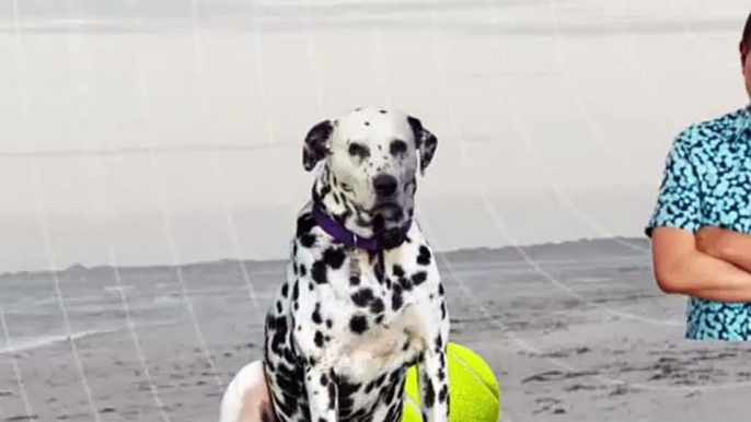 Jim Henson Dogs Xexuson - Real Life Dogs Segment - James The Dalmatian Dog Play a Ball at Beach