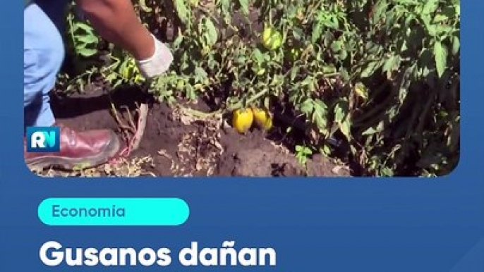 Gusanos dañan cultivos de tomate en los valles