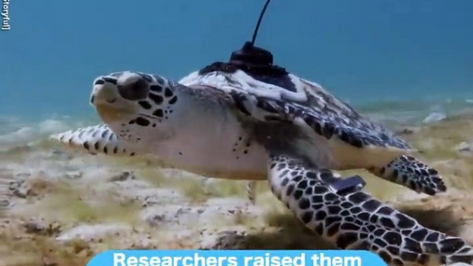#omg: Intenta no llorar viendo a estas tortugas nadar en el océano por primera vez