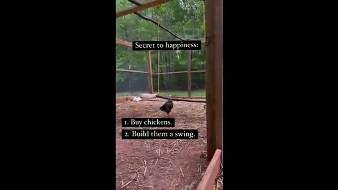 Este pollo nos muestra el significado de la felicidad