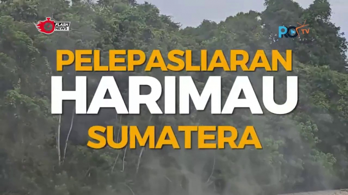 Pelepasan Harimau Sumatera oleh Kementrian Lingkungan Hidup