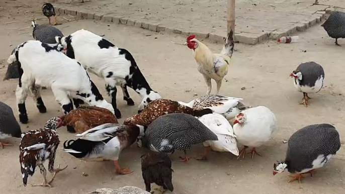 chickens chewing grain,chicken chewing,girl chewing chicken bones,