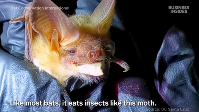 Meet California's new state bat that eats scorpions and lizards