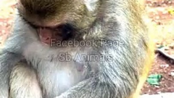 Funny Viral Monkey Shorts, Monkey Shorts Video, Animal Planet,Indan Animals #Wildeanimals#Monkeyvideo#Animals