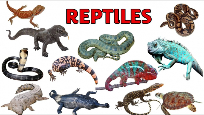 REPTILES | Reptiles video for kids | reptiles animals | reptiles names in english  @amritanchalstudy