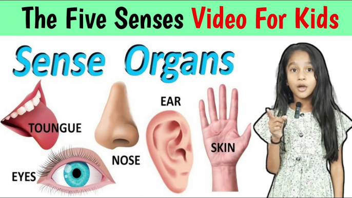 sense organs video for kids, how your senses work, The five senses,  video for kids @amritanchalstudy