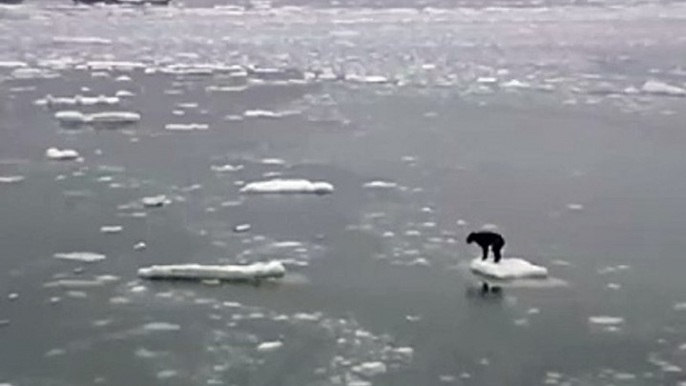 A dog travels on a piece of ice in the ocean ice in the ocean of ice in the oceanيA dog يسافر traveling on a piece of ice in the wandering oceanساA dog يسافر traveling on a piece of ice in the frozen oceanفر traveling on a piece of ice in the frozen ocean