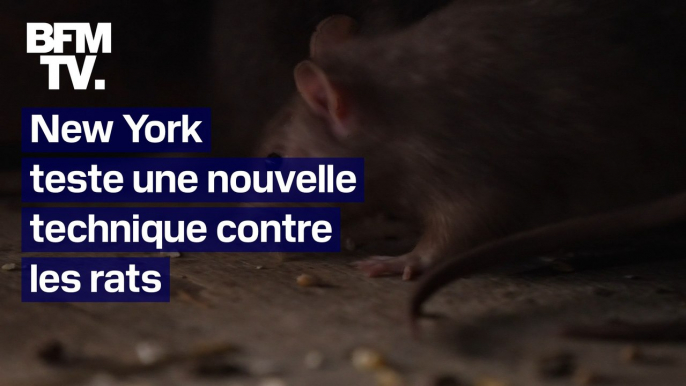 À New York, des pilules contraceptives pour lutter contre la prolifération des rats