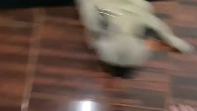 Puppy Gets Zoomies Attack