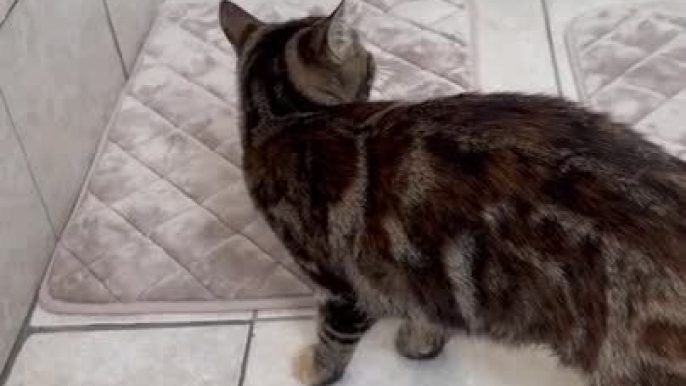 Person Wets Cat's Tail, Causing Her to Catch Her Tail