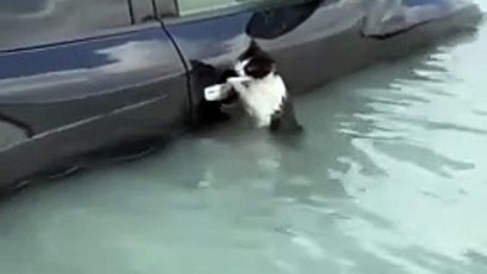 Dubai floods – Cat clings to car door during flash flooding