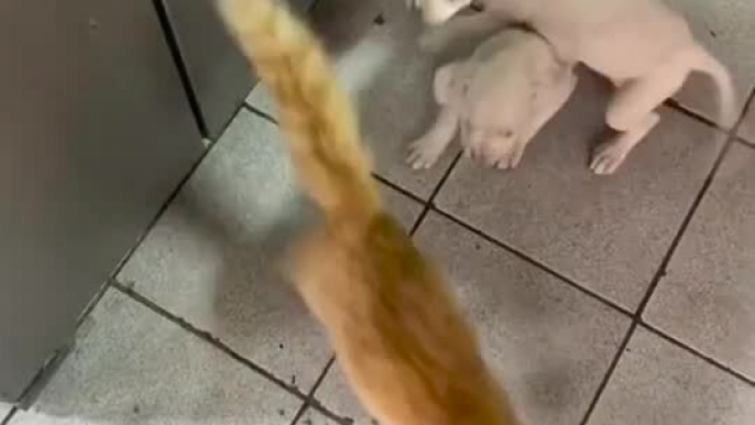 Puppies Chase Cat Around House