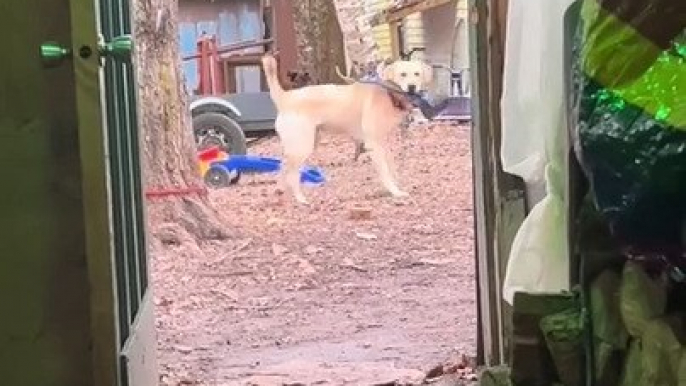 Dog Holding Poop Scooper in Mouth Gets Zoomies