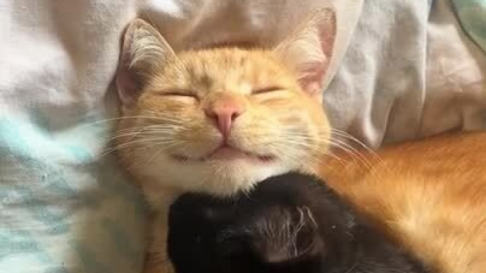 Black Cat Licks and Hugs Orange Cat