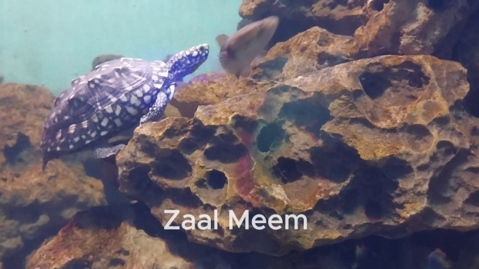 Fish Aquarium Karachi | Samandar ki tarz pe bana hua fish aquarium | Zoo Garden Karachi | Zee Vlogs