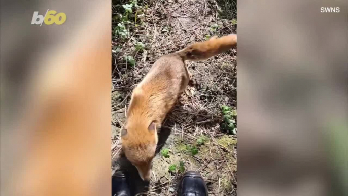 Man Forms Unique Bond With Wild Fox