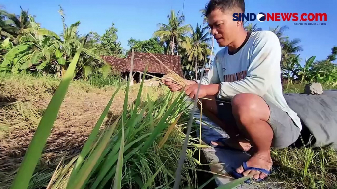 Padi Petani Kulon Progo Diserang Hama Wereng, Hasil Panen Anjlok 50 Persen