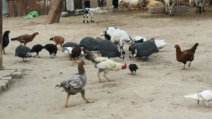 Chicken and Goats