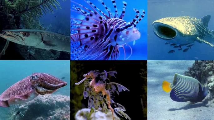 Exploring the Ocean: ABC Sea Animals Song for Kids Learning English