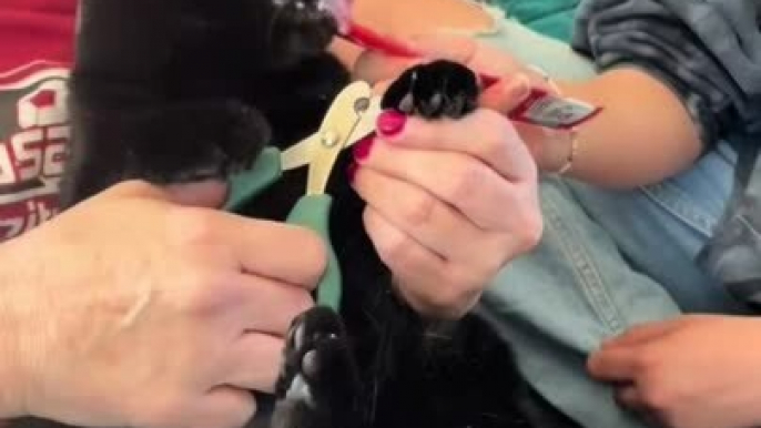 Cat Growls While Being Distracted With Treats As Owner Clips Her Nails