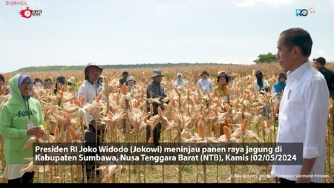 Presiden Jokowi Tinjau Panen Jagung di Sumbawa Tekankan keseimbangan harga