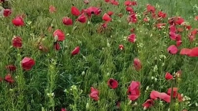 Eşsiz manzarasıyla ARTOS dağı ve GEVAŞ