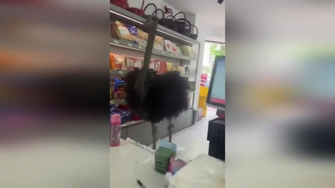 Escaped ostrich runs along road before ‘window shopping’ in China