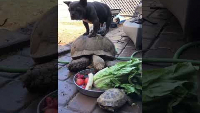 French Bulldog Stands Atop Turtle While They Eat Their Food