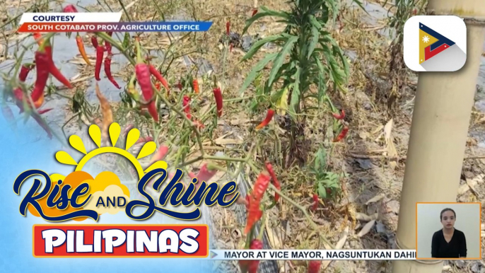 Mga taniman ng gulay at prutas sa ilang lugar sa South Cotabato, lubhang naapektuhan ng init ng panahon