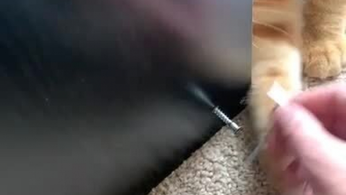 Orange Cat Meddles With Owner as They Try to Screw Nail